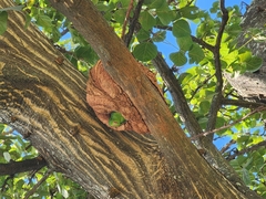 Forpus xanthopterygius