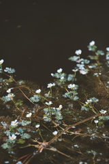 Ranunculus aquatilis