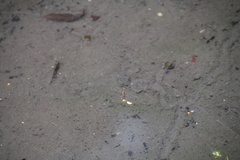 Gerris gracilicornis