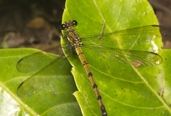 Diphlebia euphoeoides