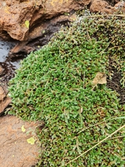 Selaginella dregei