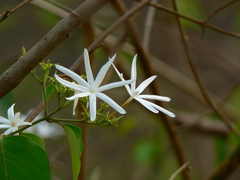 Jasminum malabaricum