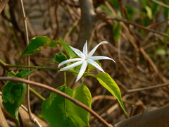 Jasminum malabaricum