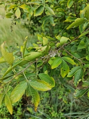 Searsia zeyheri