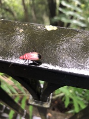 Dindymus sanguineus