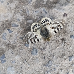 Parnassius hardwickii