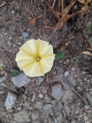 Convolvulaceae