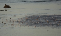 Charadrius alexandrinus