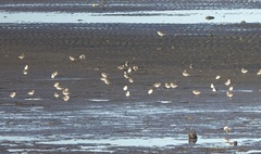 Charadrius alexandrinus