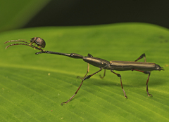 Ithystenus hollandiae
