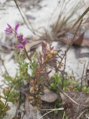 Polygala lewtonii