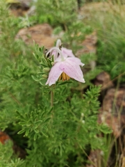 Clematis villosa stanleyi