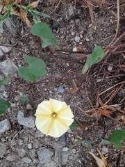 Convolvulaceae