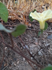 Convolvulaceae