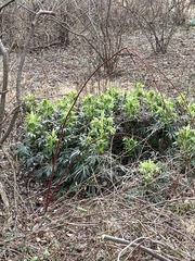 Helleborus foetidus