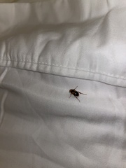 Phyllotocus bimaculatus