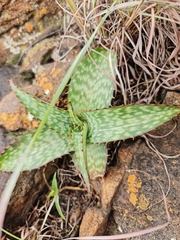 Aloe greatheadii davyana