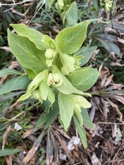 Helleborus foetidus