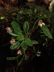 Masdevallia nidifica