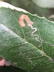 Stigmella heteromelis