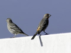 Haemorhous mexicanus