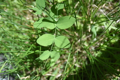 Lathyrus ochroleucus