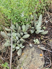 Adromischus umbraticola