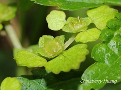 Chrysosplenium formosanum