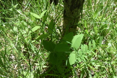 Lathyrus ochroleucus
