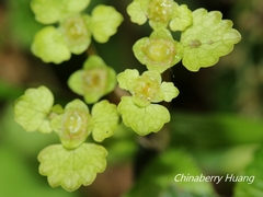 Chrysosplenium formosanum