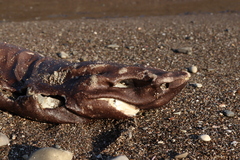 Centroscymnus coelolepis