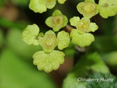 Chrysosplenium formosanum