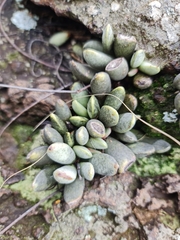Adromischus umbraticola