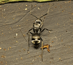 Polyrhachis foreli