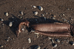 Centroscymnus coelolepis