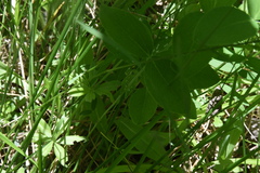 Lathyrus ochroleucus