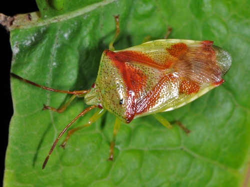 Red-cross Shield Bug