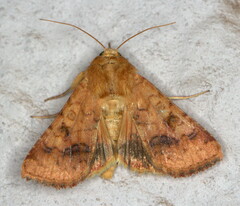 Helicoverpa assulta