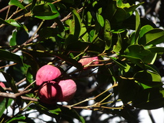 Piliocalyx laurifolius