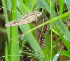 Brakefieldia perspicua