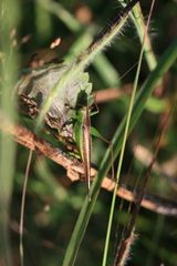 Conocephalus maculatus