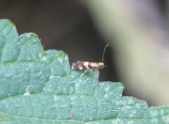 Micropterix aglaella