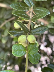 Rhaphithamnus spinosus