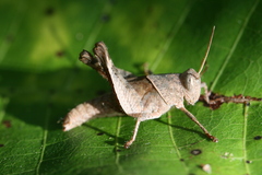 Coptacrella martini