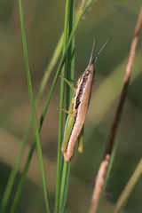 Neorthacris