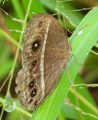 Brakefieldia perspicua