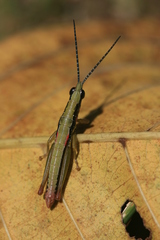 Neorthacris