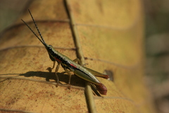 Neorthacris