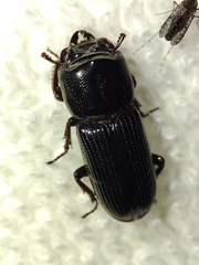 Lucanidae