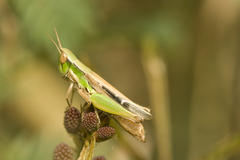 Spathosternum prasiniferum